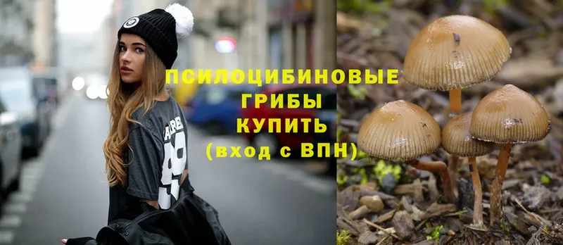 как найти наркотики  Малаховка  Псилоцибиновые грибы Psilocybe 